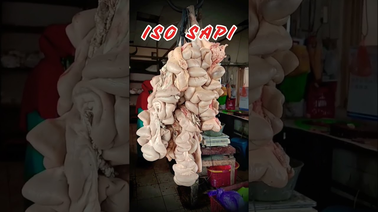 iso sapi ( usus sapi ) #shorts #short #sapi #enak  @ndeoscaritos2245