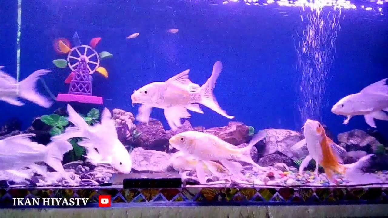 #koi