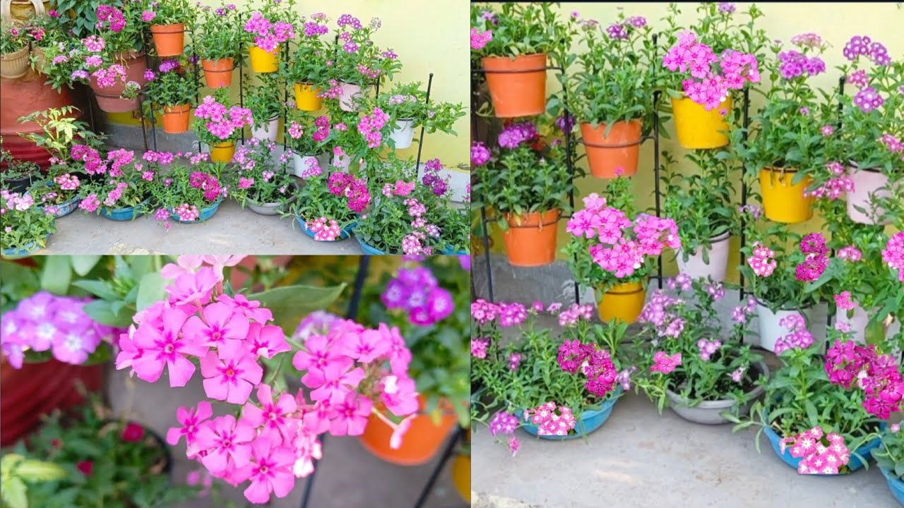 phlox flowering plants for hanging baskets General care