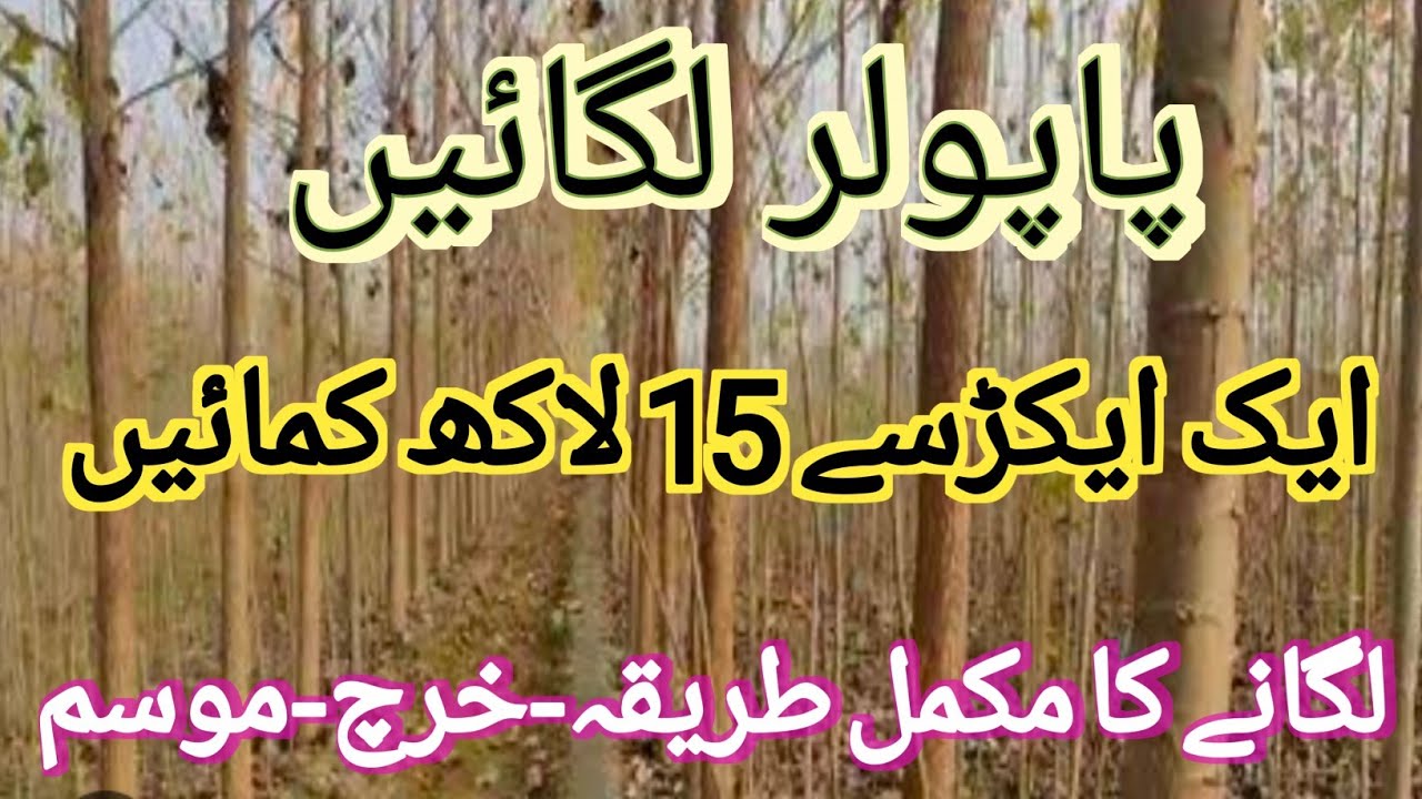 Poplar Tree Plantation | Tree Farming in Pakistan | پاپولر نرسری لگانے کا طریقہ  