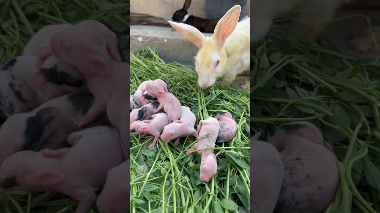 Will a mother rabbit reject her babies if touched?