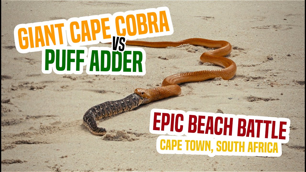 Giant Cape Cobra vs Puff Adder in epic beach battle, Cape Town, South Africa