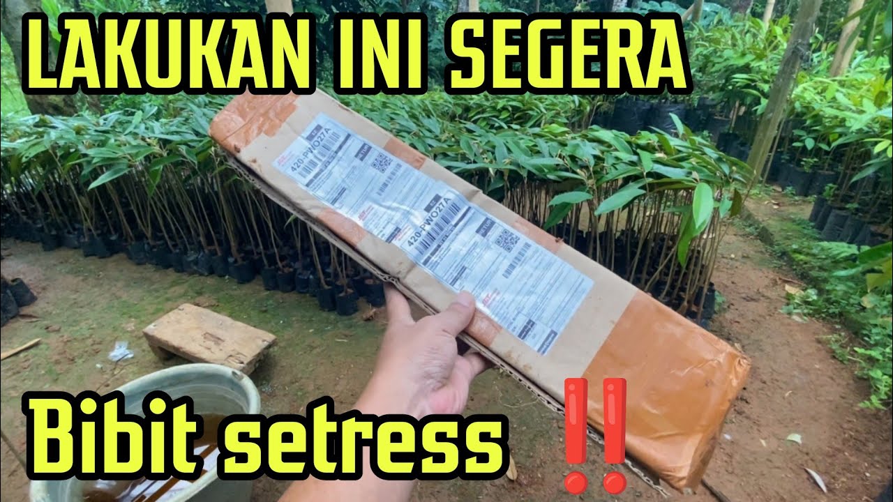 PERAWATAN BIBIT DURIAN PASCA PENGIRIMAN DI MARKETPLACE TIKTOKSHOP & SHOPEE