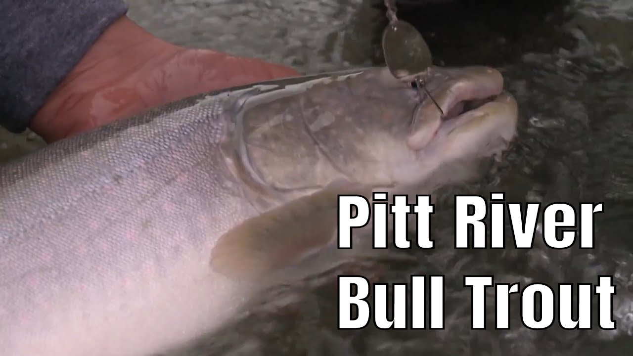 Pitt River Bull Trout in British Columbia  | Fish'n Canada