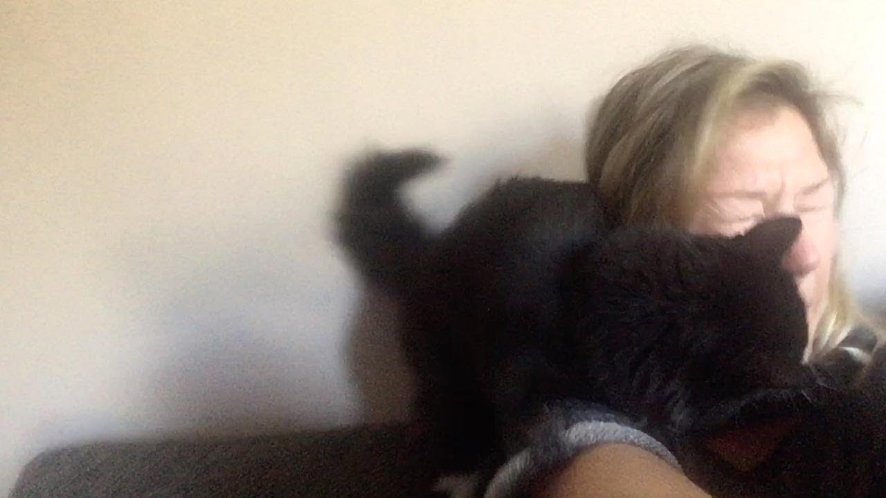 Cat Hates Its Owners Singing