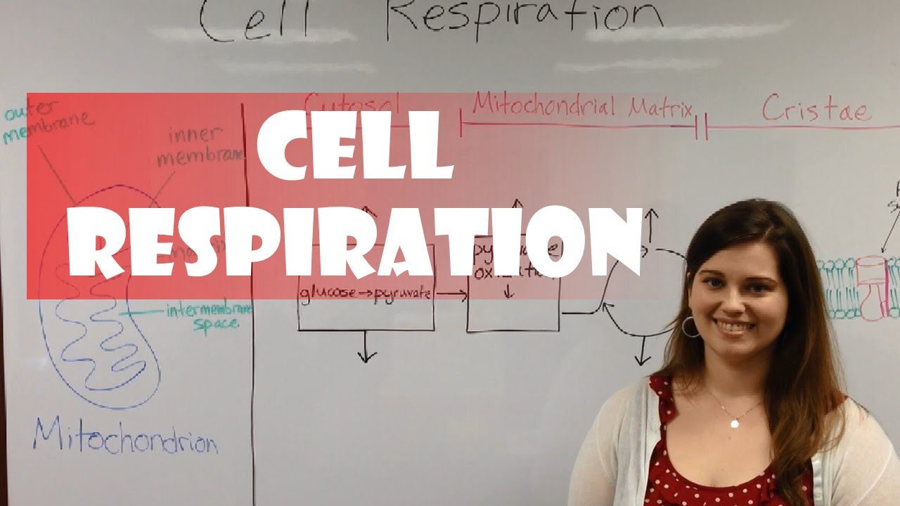 Aerobic Respiration