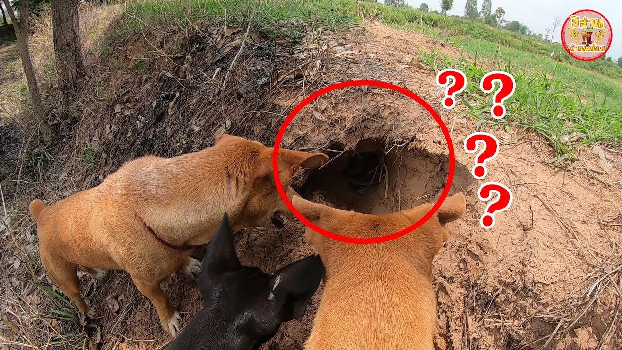 ขุดหนูอยู่ดีๆ!! เจอของดีเข้าให้ ??? แตกกระเจิงทั้งคนทั้งหมา
