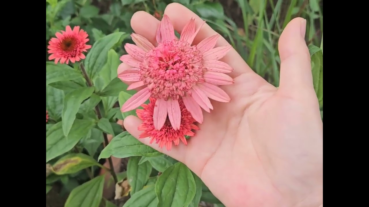 오늘의 꽃 에키네시아~💜#에키네시아#스토케시아#베르가못#버건디수레국화
