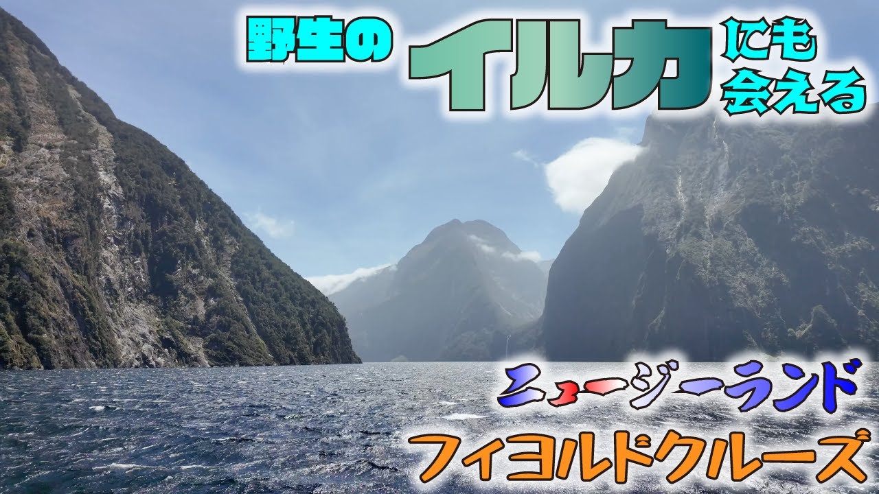 ニュージーランド・ミルフォードサウンドをクルーズしたら偶然野生のイルカとペンギンに遭遇