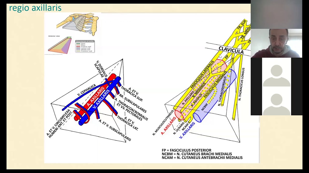 Prof. Dr. M. Selman Demirci - Anatomi