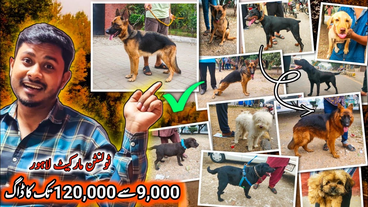 Dogs Ki Mandi, 11.11 Sale LHR | Tollinton Market Lahore | Exploring with YASIR | Special Dogs Market