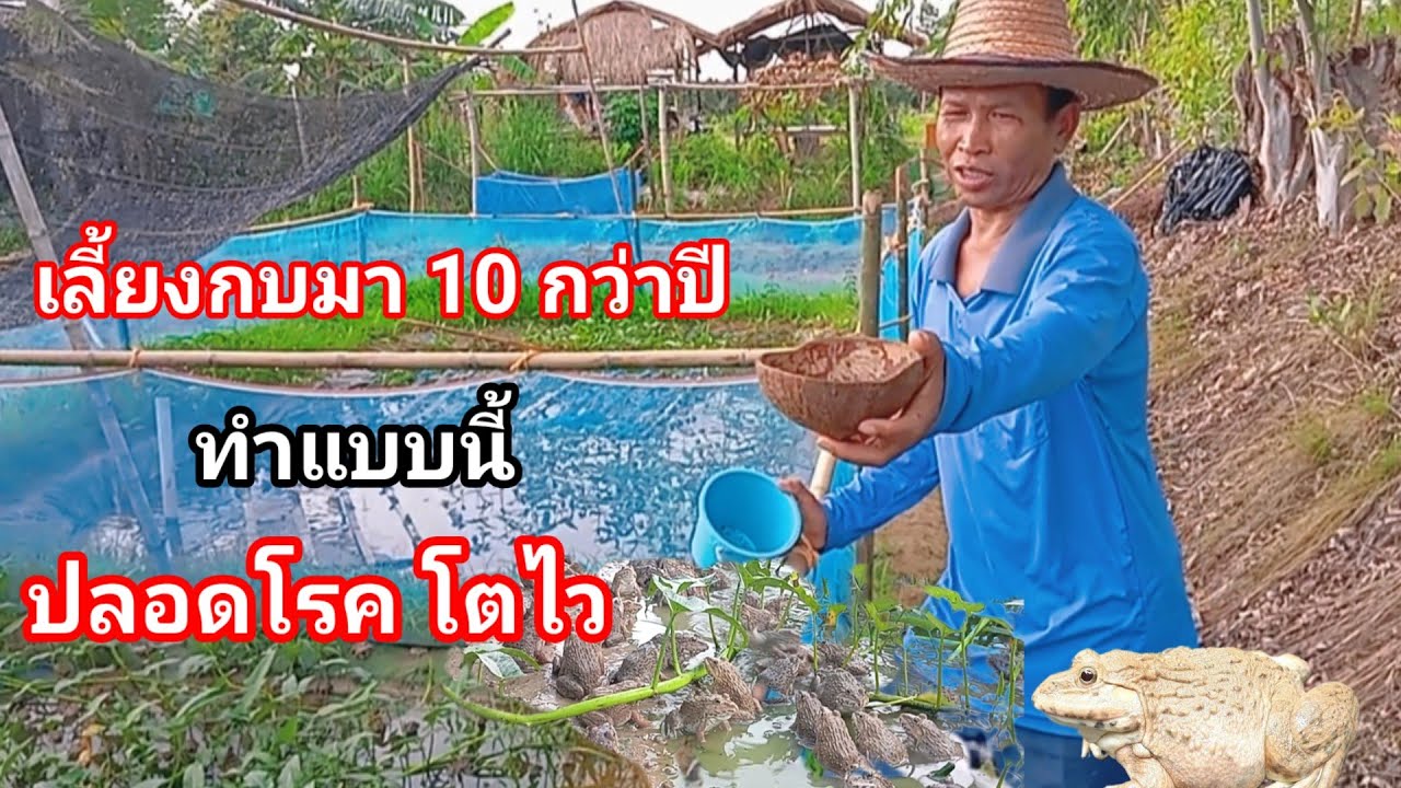 เลี้ยงกบมา10กว่าปี กบแข็งแรง ไม่เป็นโรค เพียงเลี้ยงแบบนี้ สูตรลุงชีวิน