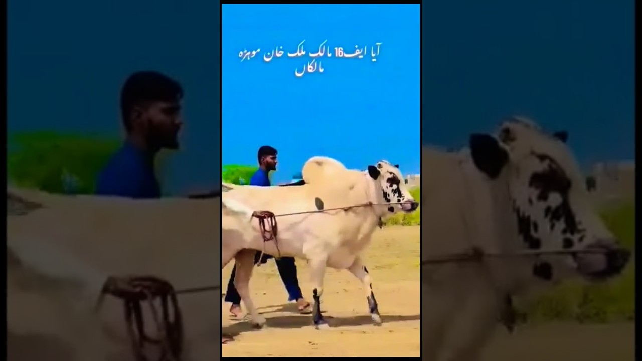 Best bull race in pakistan F16 Dand! F16 fateh jangi racer bull 