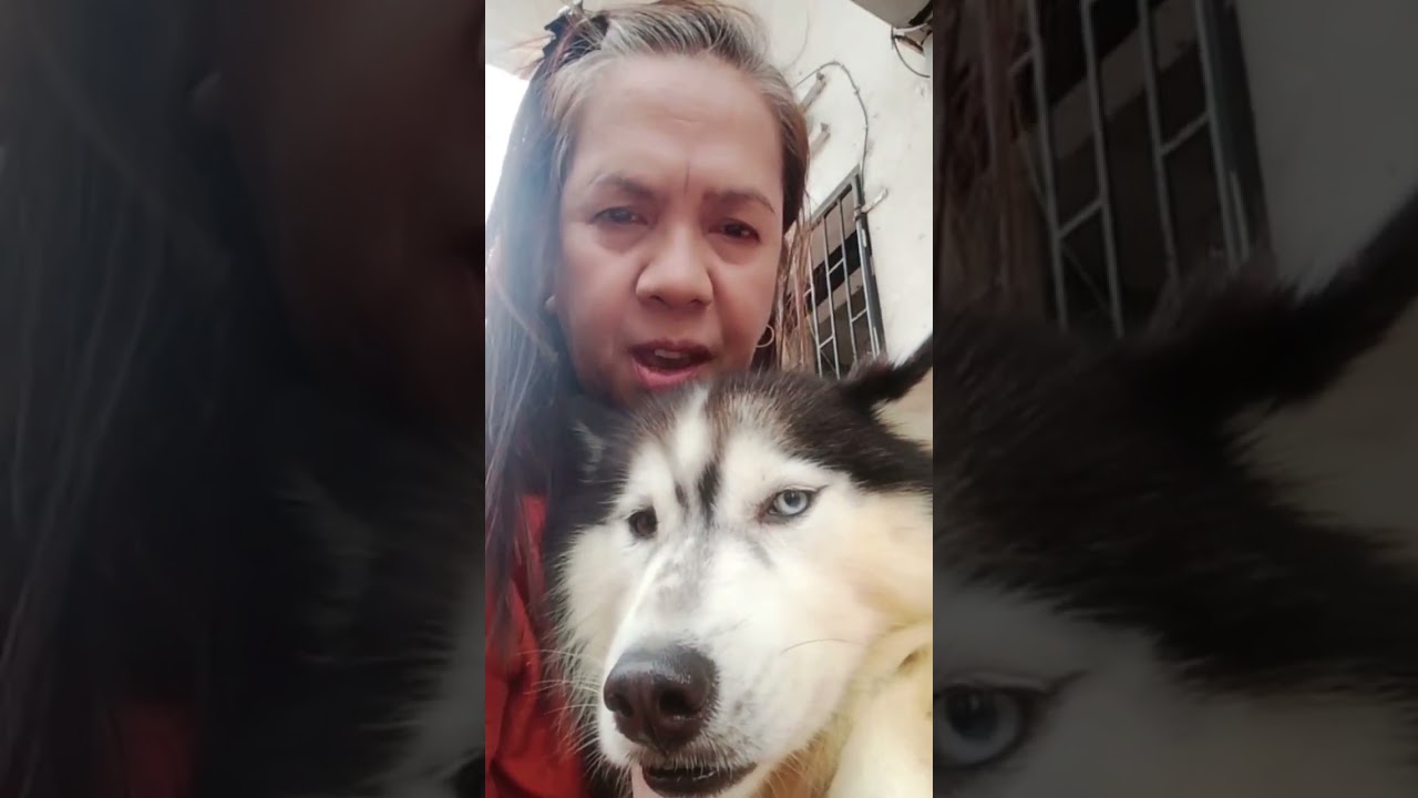 Paano ang naging journey ni Oly...para mabigyan ako ng pomsky puppy? 