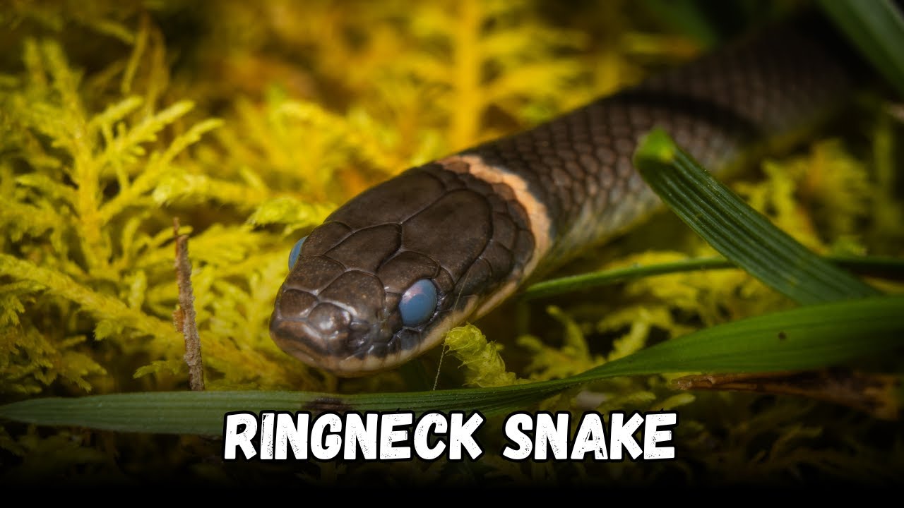 Кольчатая змея — лучшая дружелюбная змея в качестве домашнего животного. Стоимость покупки, рацио...