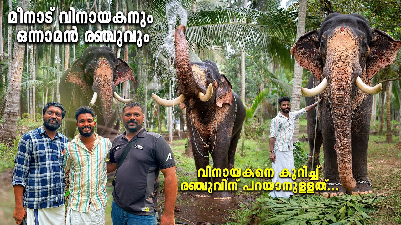 Meenad Vinayakan | മീനാട് വിനായകനും ഒന്നാമൻ രഞ്ചുവും  #elephant
