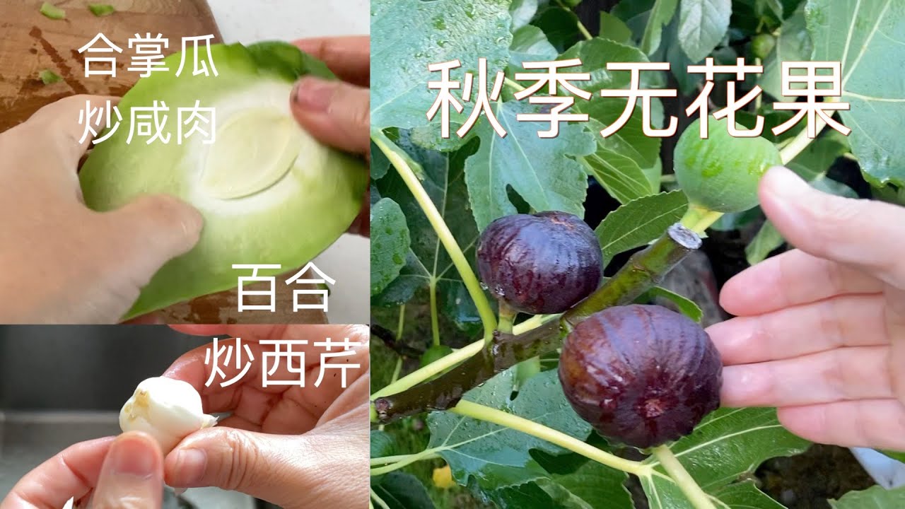 惊喜 安娜家无花果秋季长满树 今年冬季有菜吃/  现摘合掌瓜炒咸肉 出土鲜百合炒西芹【Garden Time 田园生活分享】2021 9