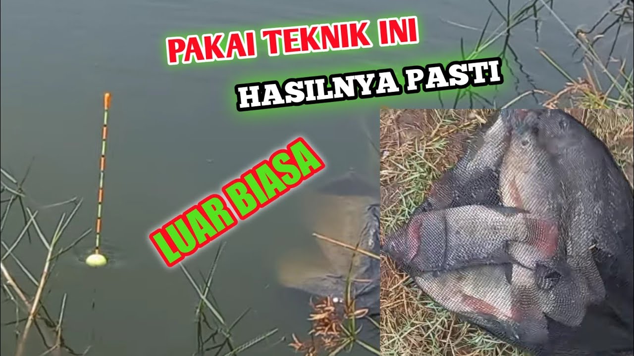 MANCING IKAN BABON MUJAIR DI EMPANG H NAIN EMANG JOSSS|TEKNIK LOBANG| KAMPUNG PONCOL MARUNDA
