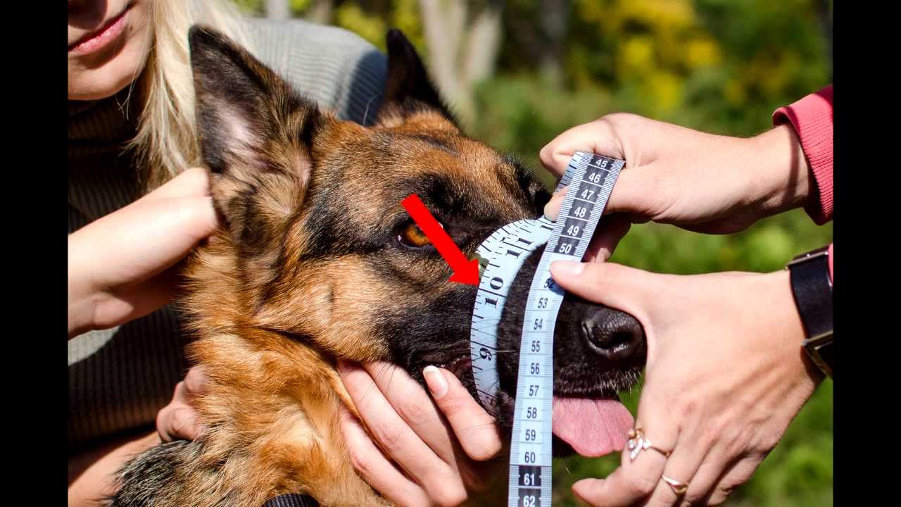 How to measure a dog size for a dog muzzle tutorial
