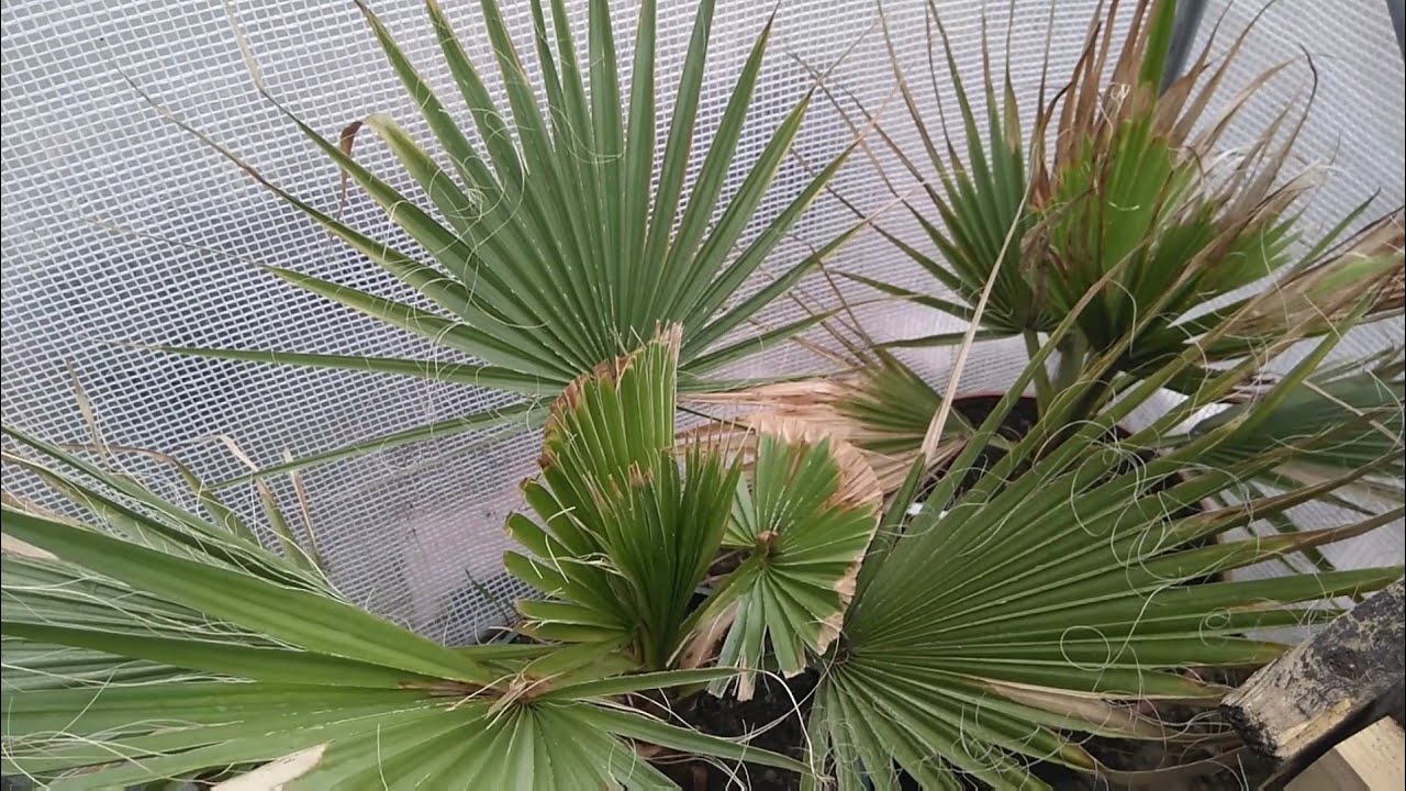 (125) Ewakuacja mrozowa roślin egzotycznych cz. 2 tunel foliowy