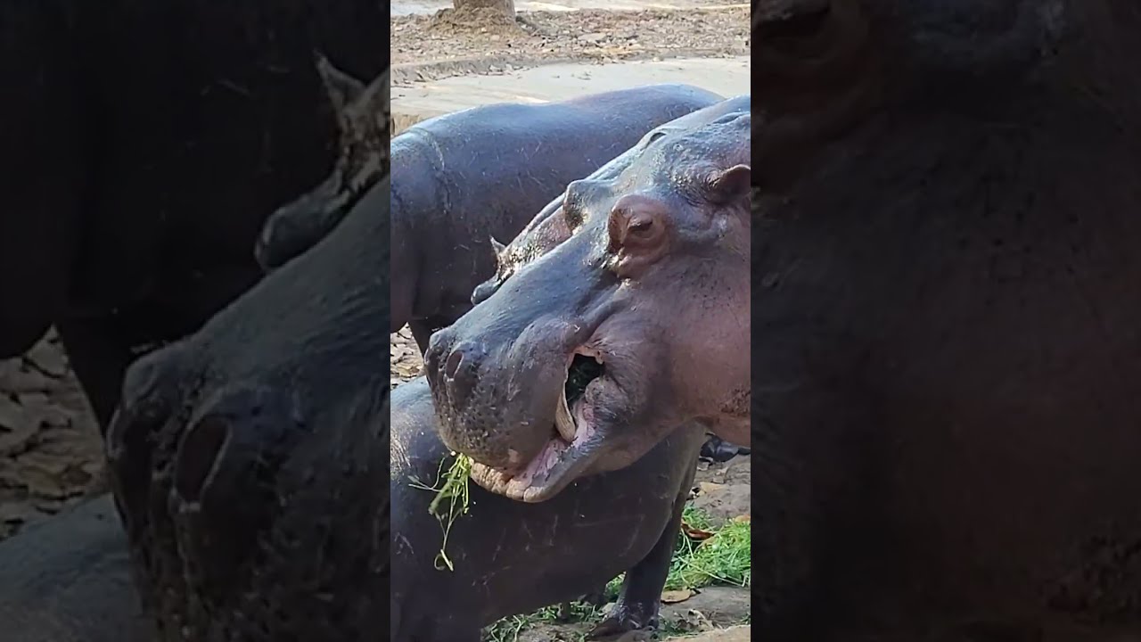 🎥 Ranchi zoo – Ranchi Zoo Park | Ormanjhi zoo in Ranchi ticket price – Ranchi Zoo overview video