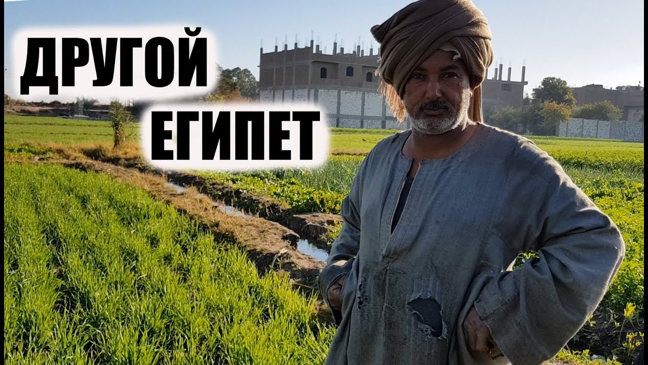 Арабские John Deere с ушами и хвостом . Сельское хозяйство в пустыне. Фермеры Египта.
