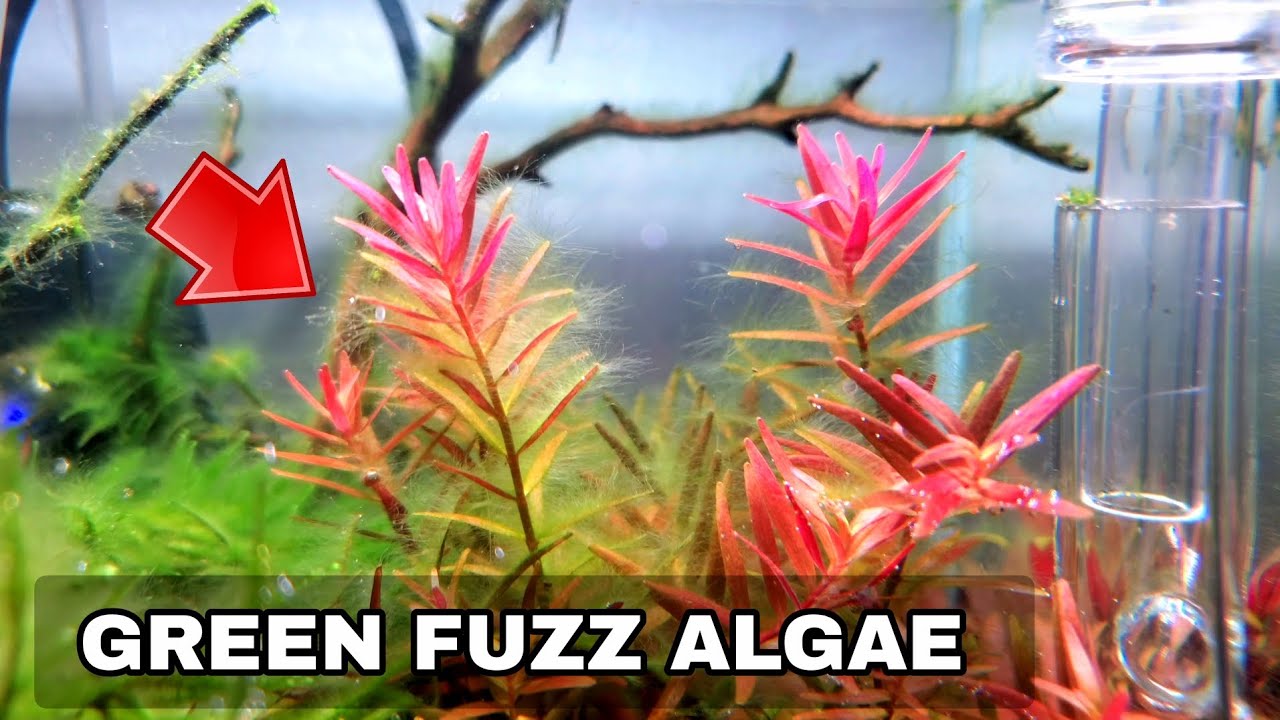 5 Tips To Get Rid Of GREEN FUZZ ALGAE In A Planted Aquarium