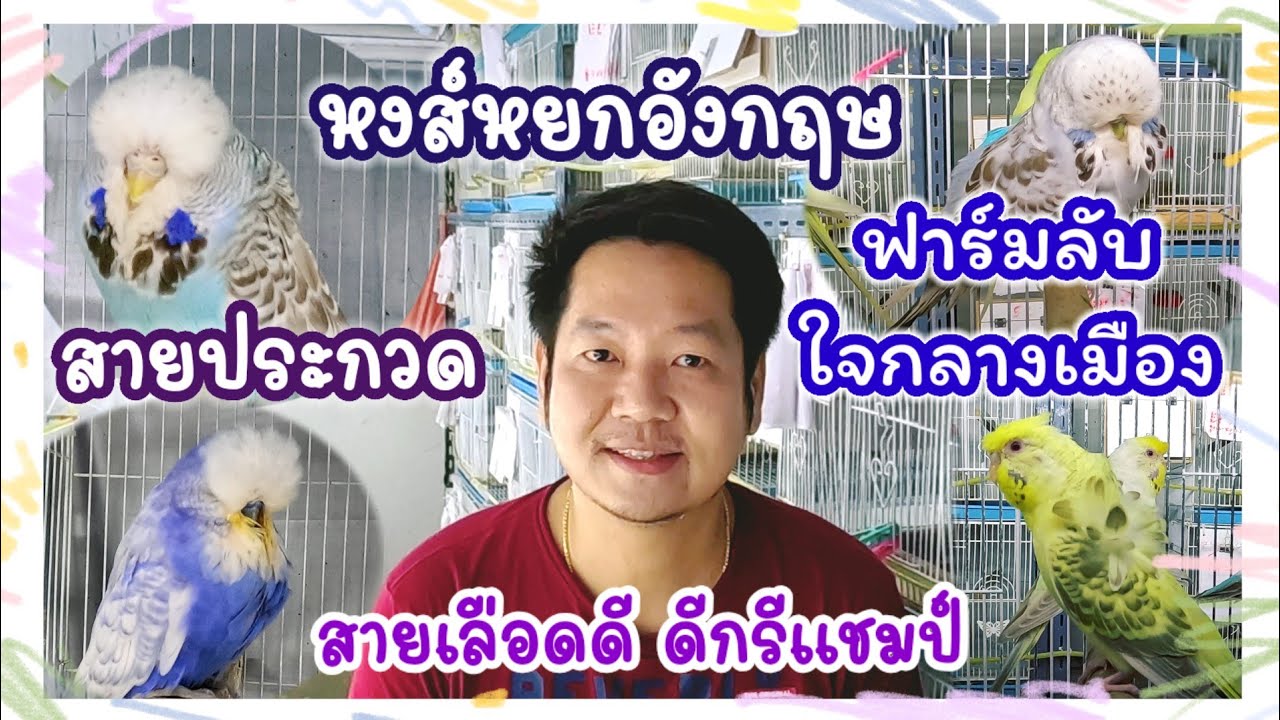 หงส์หยกอังกฤษ สายประกวด สายเลือดดี ดีกรีแชมป์ ฟาร์มลับๆ ใจกลางเมือง NT FARM
