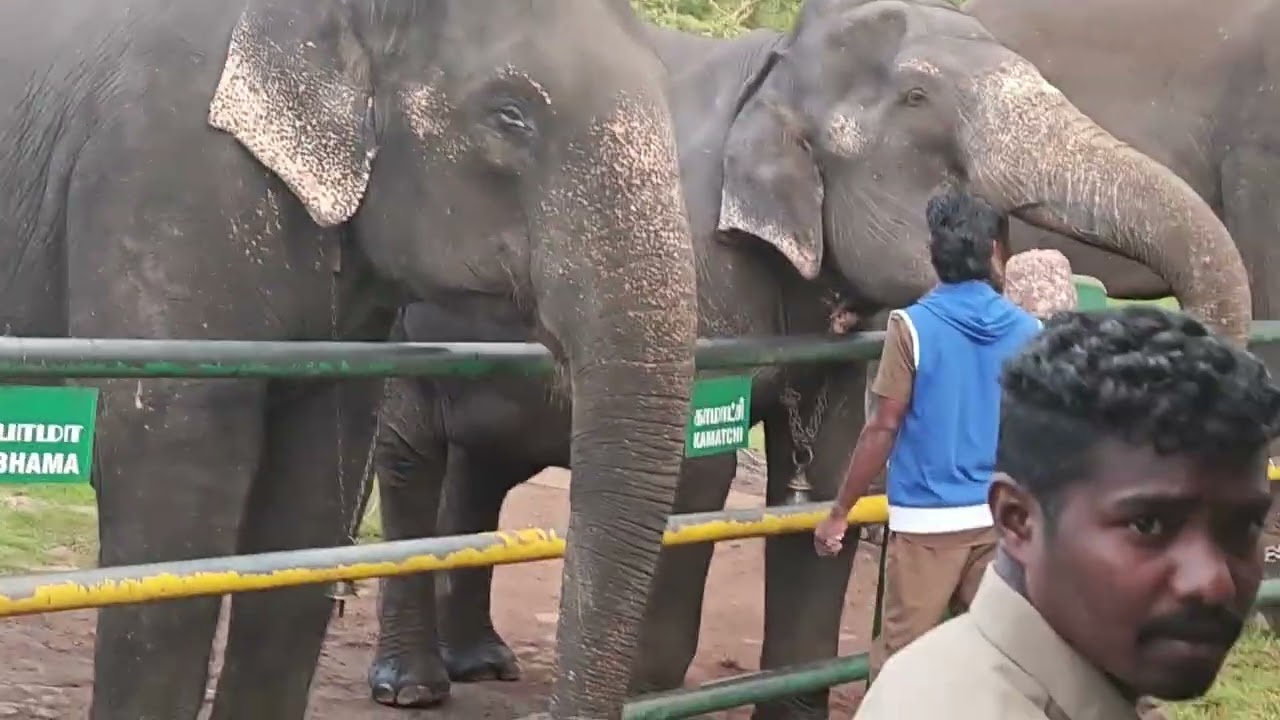 #Ooty Masinakkudi@raw & real #ஊட்டி மசினக்குடி