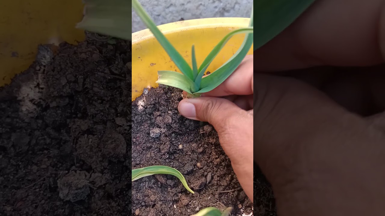 Pulling garlic at home #farming #yiutubeshort #shorts