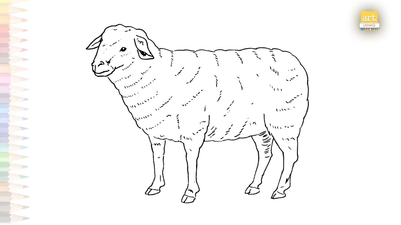 White Sheep drawing | Sheep easy drawings | How to draw A White Sheep step by step
