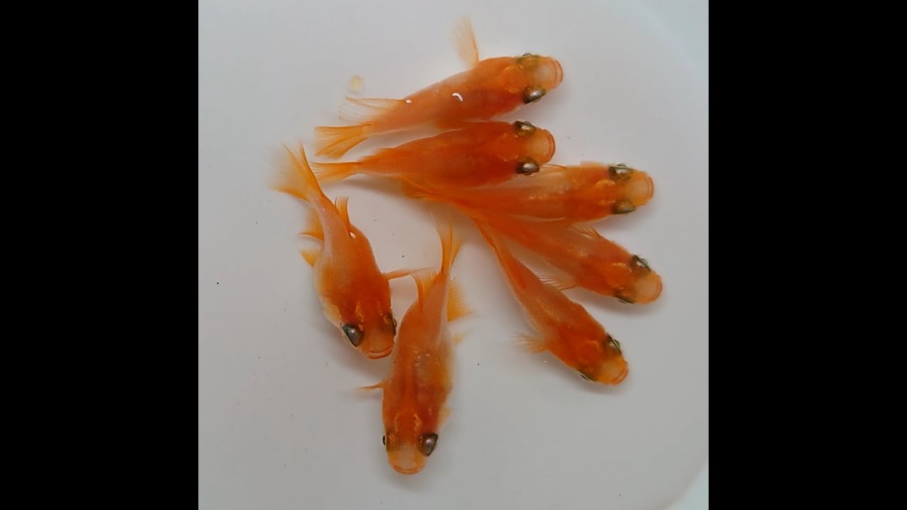 朱天皇0721【メダカ】