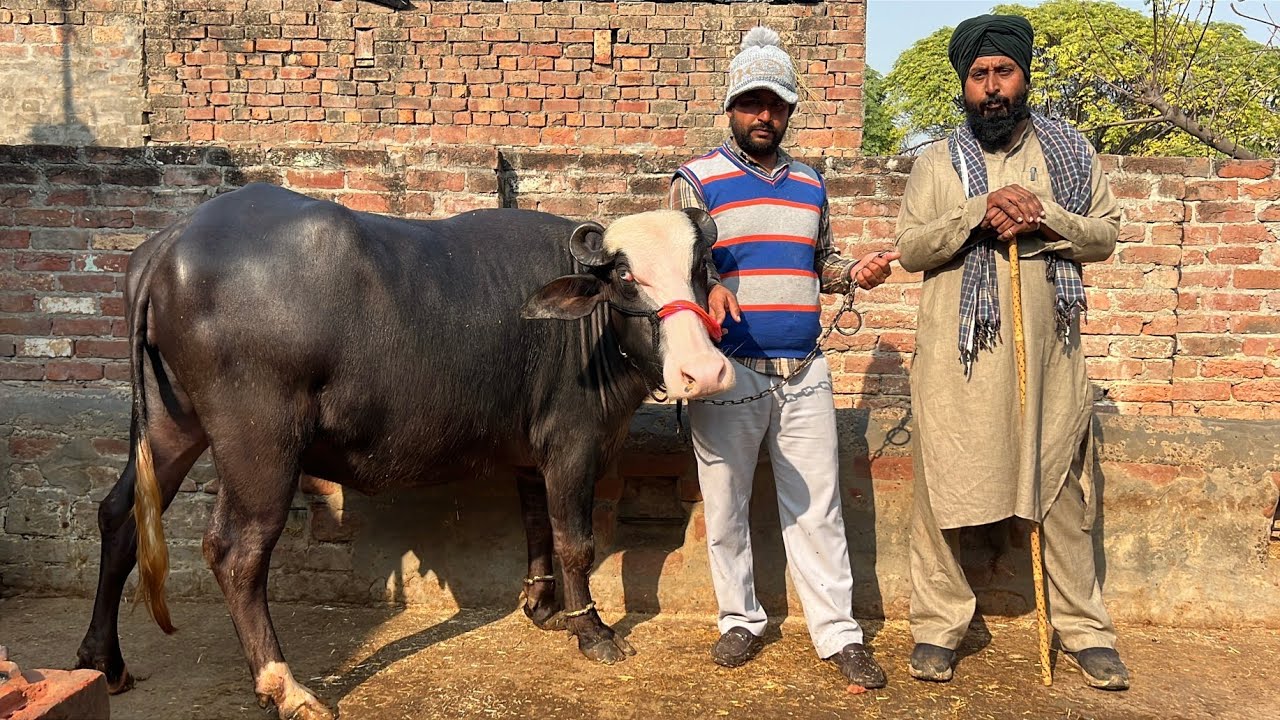 ਸਤਨਾਮ ਕੈਰੋਂ ਕੋਲ 8 ਪਸ਼ੂ ਵਿਕਾਊ ਨੀਲੀ ਰਾਵੀ ਝੋਟੀ/ ਵਹਿੜਾ ਮੱਝਾਂ/ ਪੱਟੀ ਤਰਨਤਾਰਨ 
