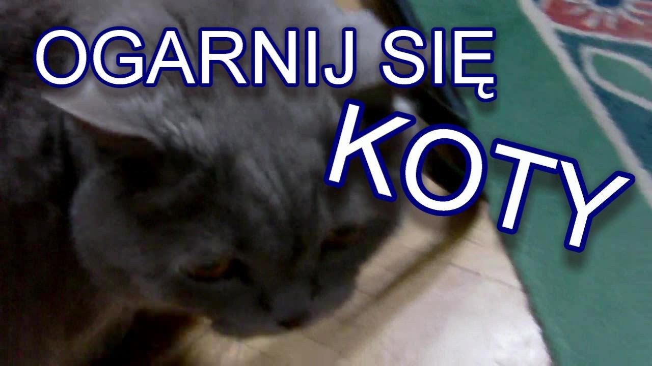 Ogarnij Się - Koty