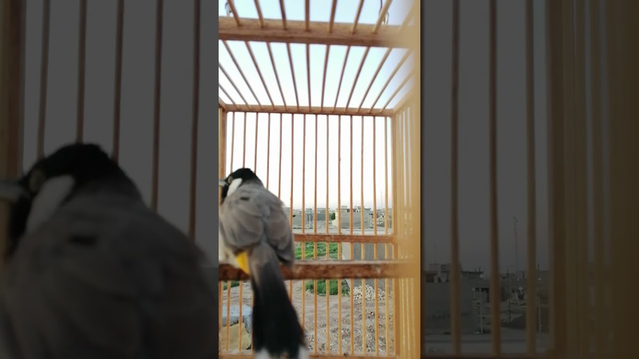 اقوى طياريات بلبل وحشي تحجي البلابل القافله مجرب