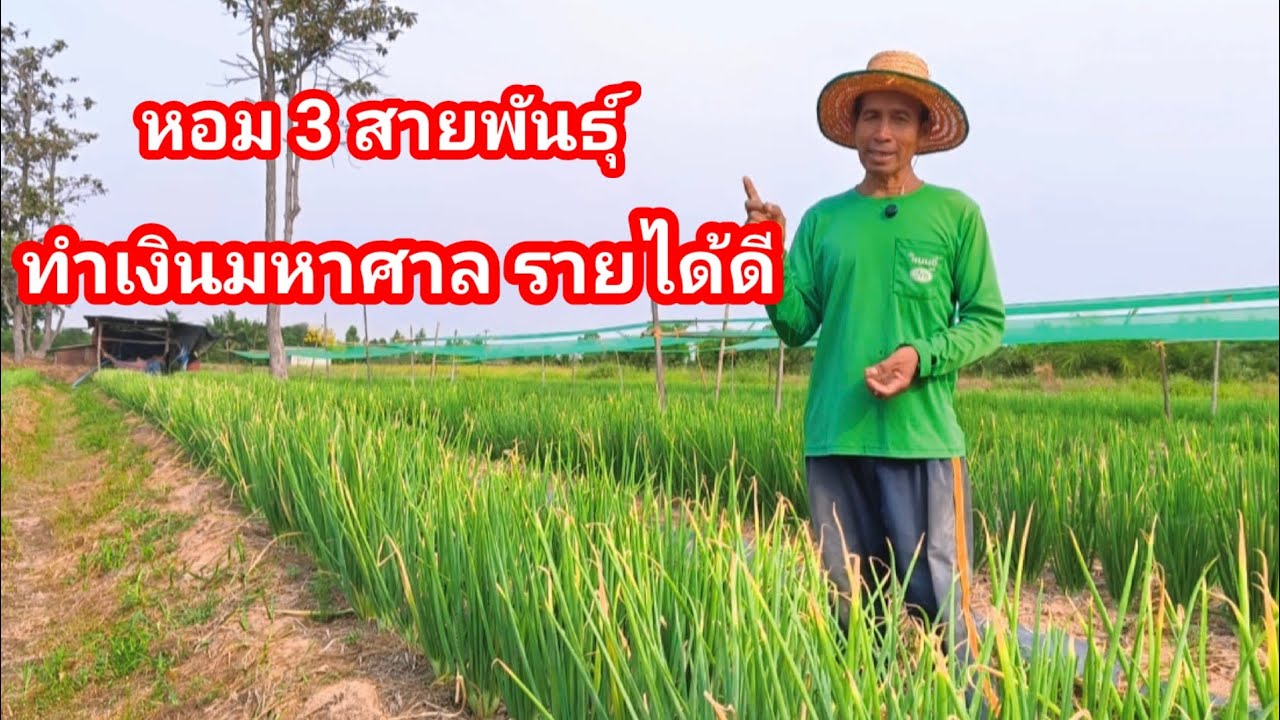 หอม 3 สายพันธุ์ที่สร้างรายได้งาม!! อันดับ 1 ยังเป็นหอมพันธุ์นี้อยู่ รับฟังคลิปนี้ก่อนตัดสินใจปลูก