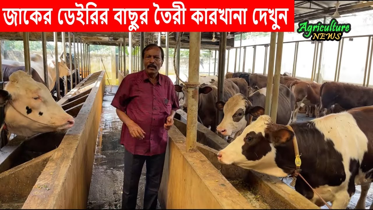 জাকের ডেইরির গাভী আর বাছুরের দাম বেশি হয় যে কারনে | Zaker Dairy | Bayezid Moral | Agriculture news