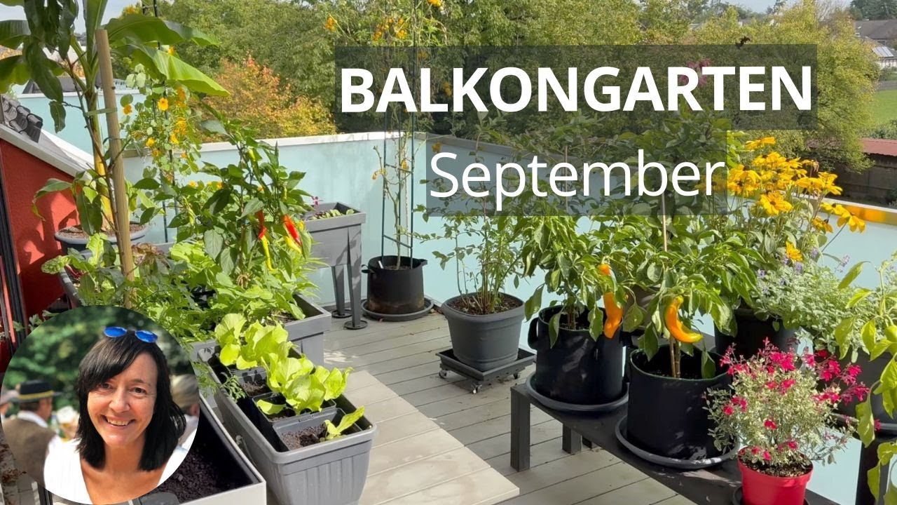 Balkongarten Ende September 2025: Paprika, Salate, Erdbeeren und eine Banane