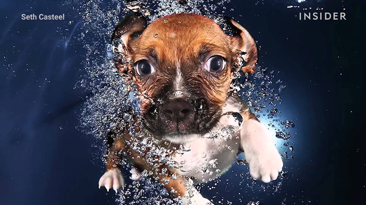The fine art of photographing puppies underwater