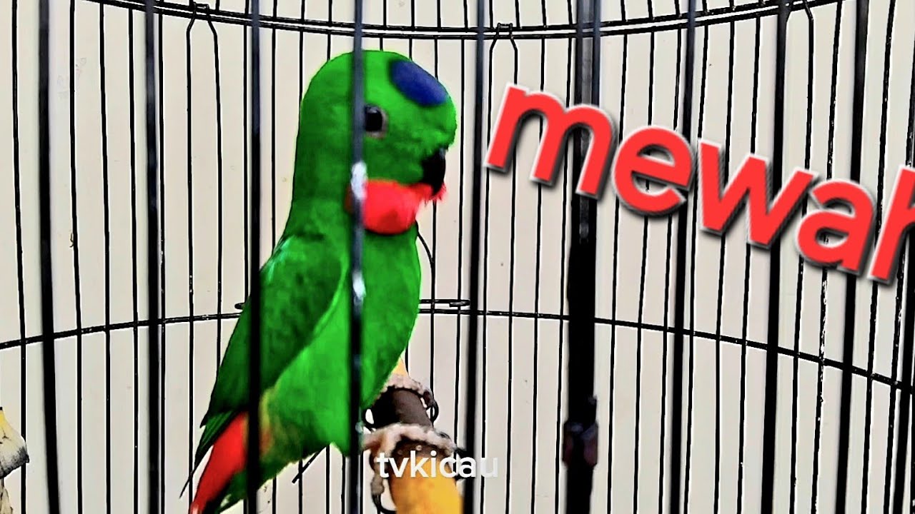Serindit juara gacor full nembak bikin emosi semua burung 