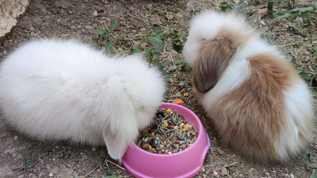 Hollanda Lop Tavşanları Aldım ve Kaplumbağa Hurşit Büyüdü 😊