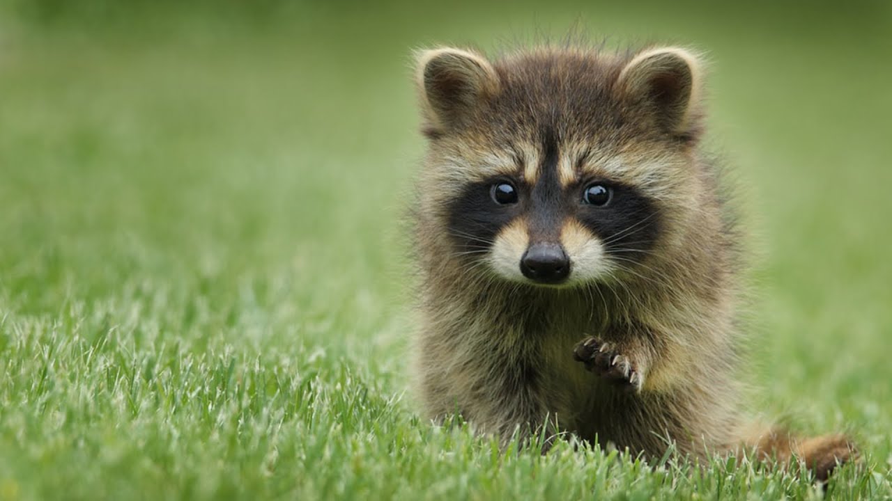 Watch Curious Baby Raccoons Explore a Garden | Wild Child