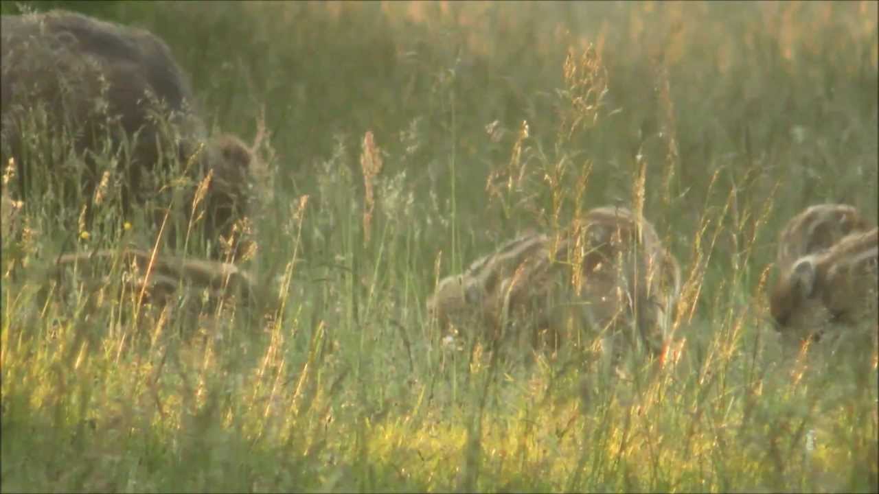 Kr&oacute;tki film o dzikach Sus scrofa/ Short movie about boar Sus scrofa