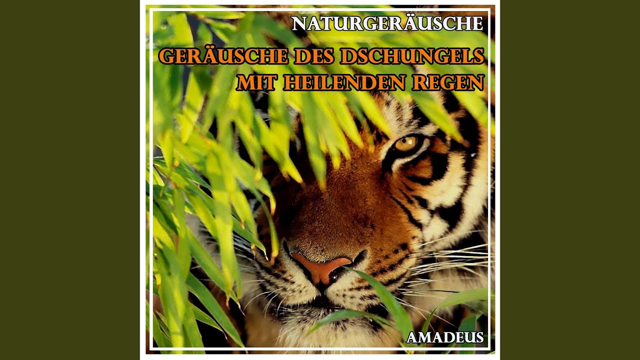 Ger&auml;usche des Dschungels mit heilenden Regen: Naturger&auml;usche (90 Minuten)