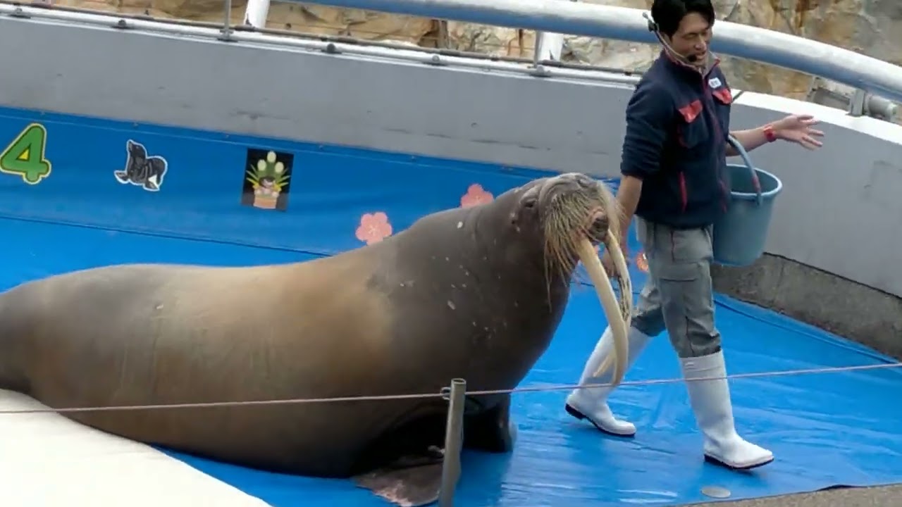 大分マリーンパレス水族館うみたまご 2024年1月1日　新春うみたまパフォーマンス