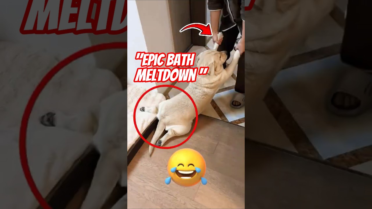 "Epic Bath Meltdowns: These Dogs Weren’t Having It!" 😂 