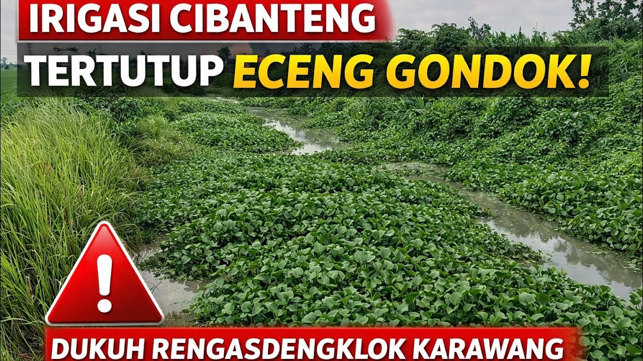 IRIGASI CIBANTENG‼️TERTUTUP ECENG GONDOK❗DUKUH RENGASDENGKLOK KARAWANG #kdm 