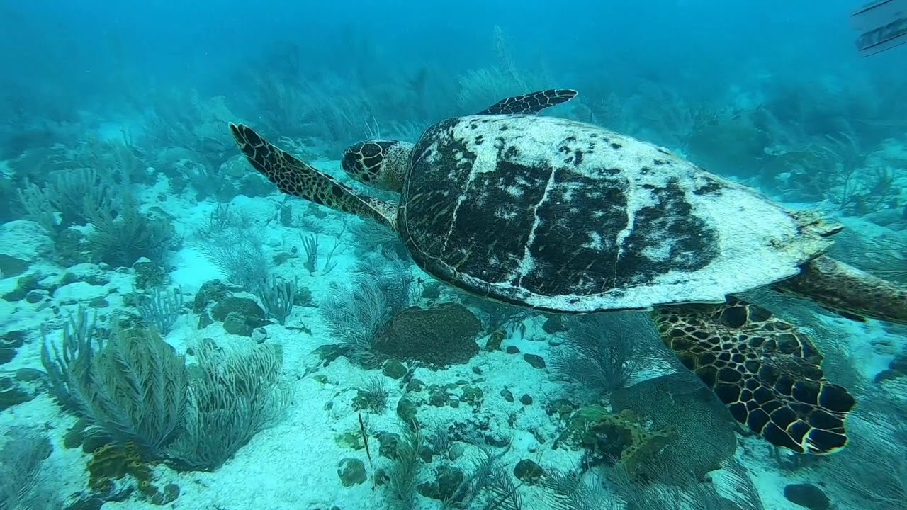 Dive Barbados  w. Siri (2020)