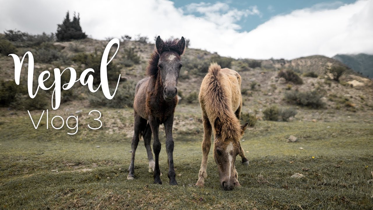 Endlich finden wir Pferde in Mustang - Nepal Vlog 3| YvisWay