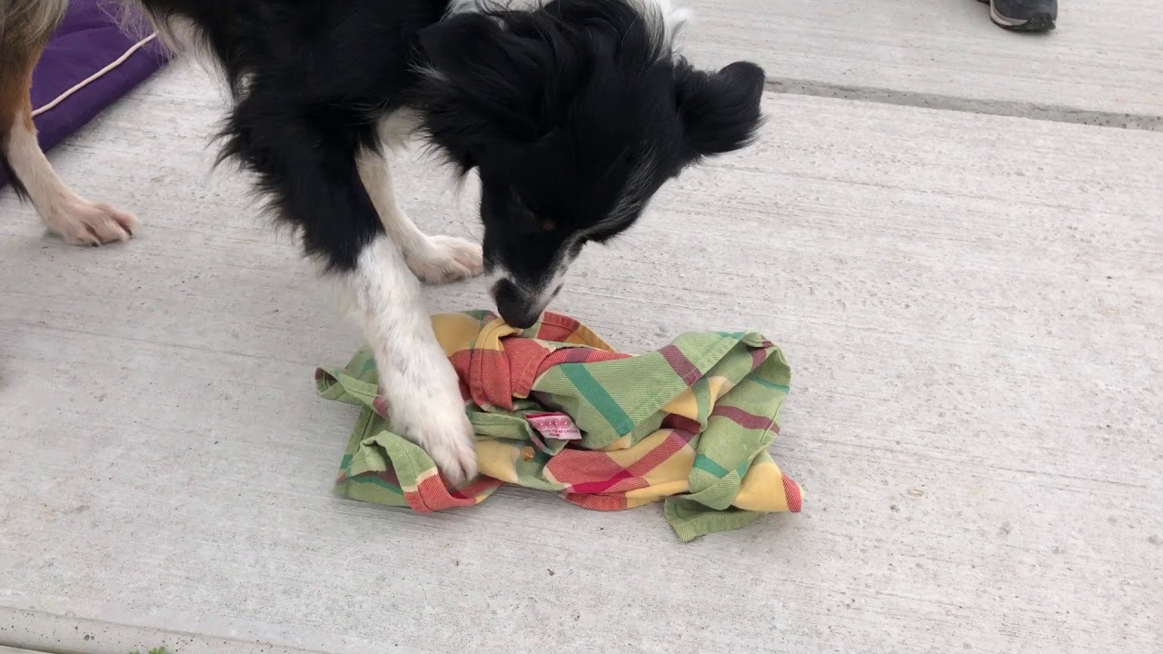 26 Hersenwerk voor je hond. De theedoek.